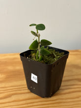 Load image into Gallery viewer, 63. Hoya Chinghungensis