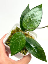 Load image into Gallery viewer, Hoya Verticillata Splash