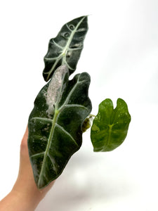 Alocasia Amazonica Variegated B