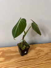 Load image into Gallery viewer, 91. Philodendron Glorious