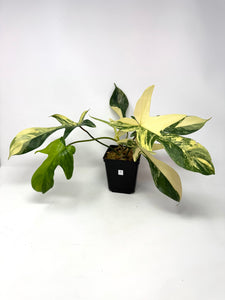 Philodendron Florida Beauty A