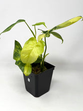 Load image into Gallery viewer, Philodendron Bipennifolium Violin Variegated A