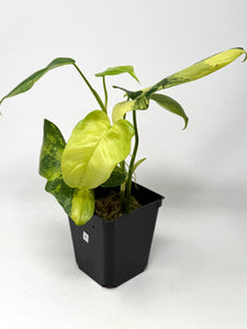 Philodendron Bipennifolium Violin Variegated A