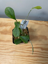 Load image into Gallery viewer, 160. Hoya Manipurensis