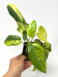 Philodendron Bipennifolium Violin Variegated A
