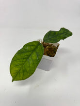 Load image into Gallery viewer, Hoya Clemensiorum cv. Lira