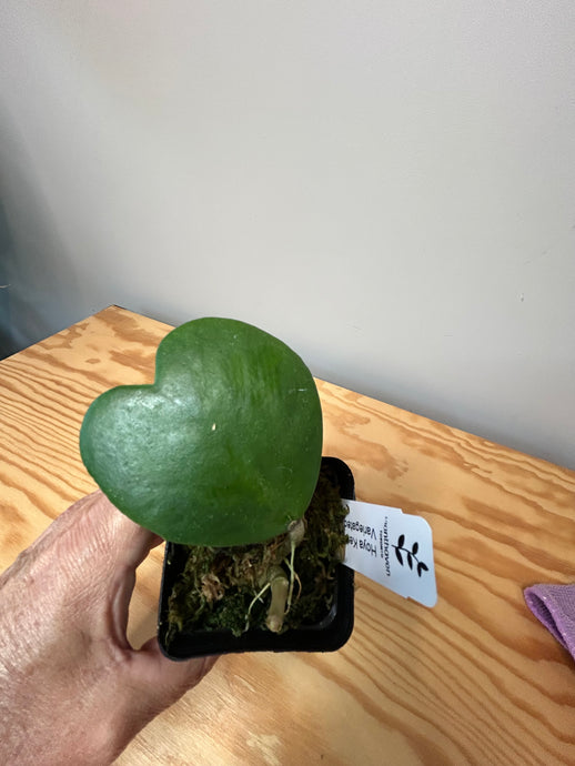 99. Hoya Kerrii Variegated (inner)