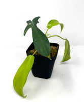 Load image into Gallery viewer, Philodendron Florida Beauty B