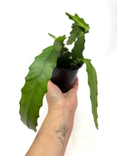 Load image into Gallery viewer, Epiphyllum Oxypetalum “Queen of the Night”