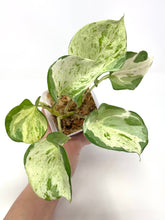 Load image into Gallery viewer, Epipremnum Aureum &#39;Manjula&#39;