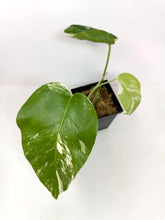 Load image into Gallery viewer, Monstera Deliciosa Albo Variegated J