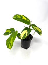 Load image into Gallery viewer, Ctenanthe 'Lubbersiana'