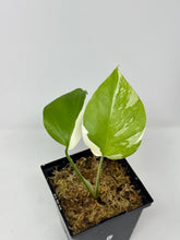 Load image into Gallery viewer, Monstera Deliciosa Albo Variegated L