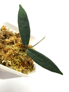 Hoya Hypolasia
