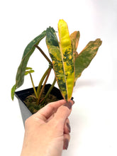 Load image into Gallery viewer, Philodendron Billietiae Variegated B