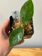 Load image into Gallery viewer, 48. Hoya Coriacea Silver