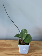 Load image into Gallery viewer, 169. Hoya Silver Dollar