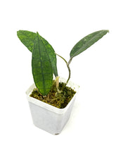 Load image into Gallery viewer, Hoya Finlaysonii ‘Angel’