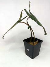 Load image into Gallery viewer, Philodendron Billietiae Variegated B