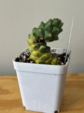 Load image into Gallery viewer, 182. Euphorbia Ritchiei Variegated (Ships within Canada only)