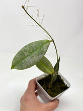 Load image into Gallery viewer, Hoya Mitrata Silver A