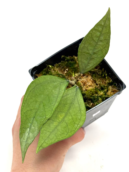 Hoya Germany Silver D