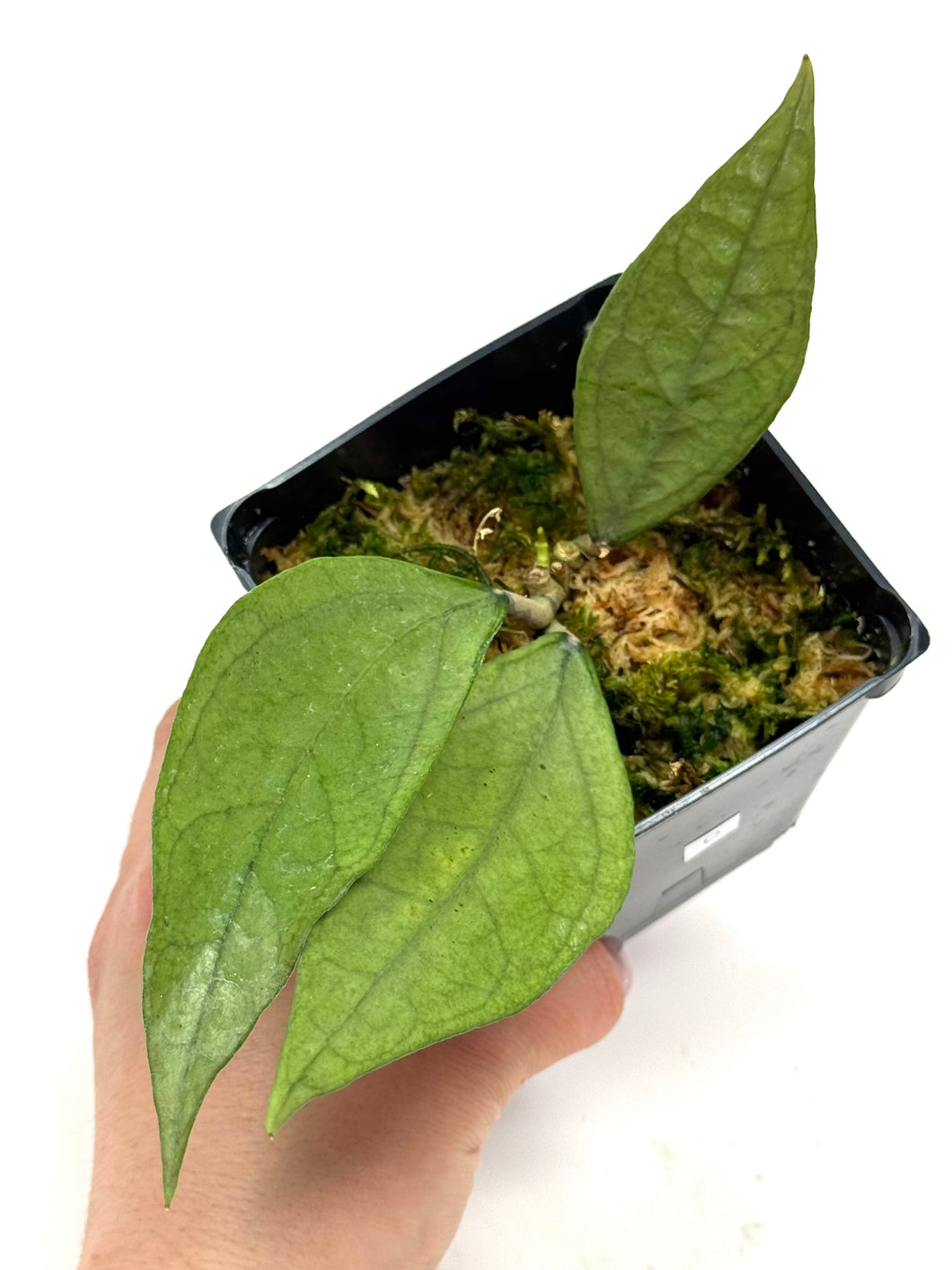 Hoya Germany Silver D