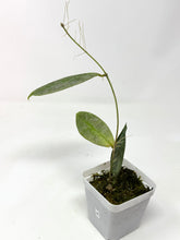 Load image into Gallery viewer, Hoya Mitrata Silver A