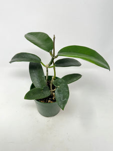 Hoya Meliflua