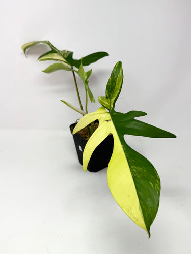 Philodendron Florida Beauty D