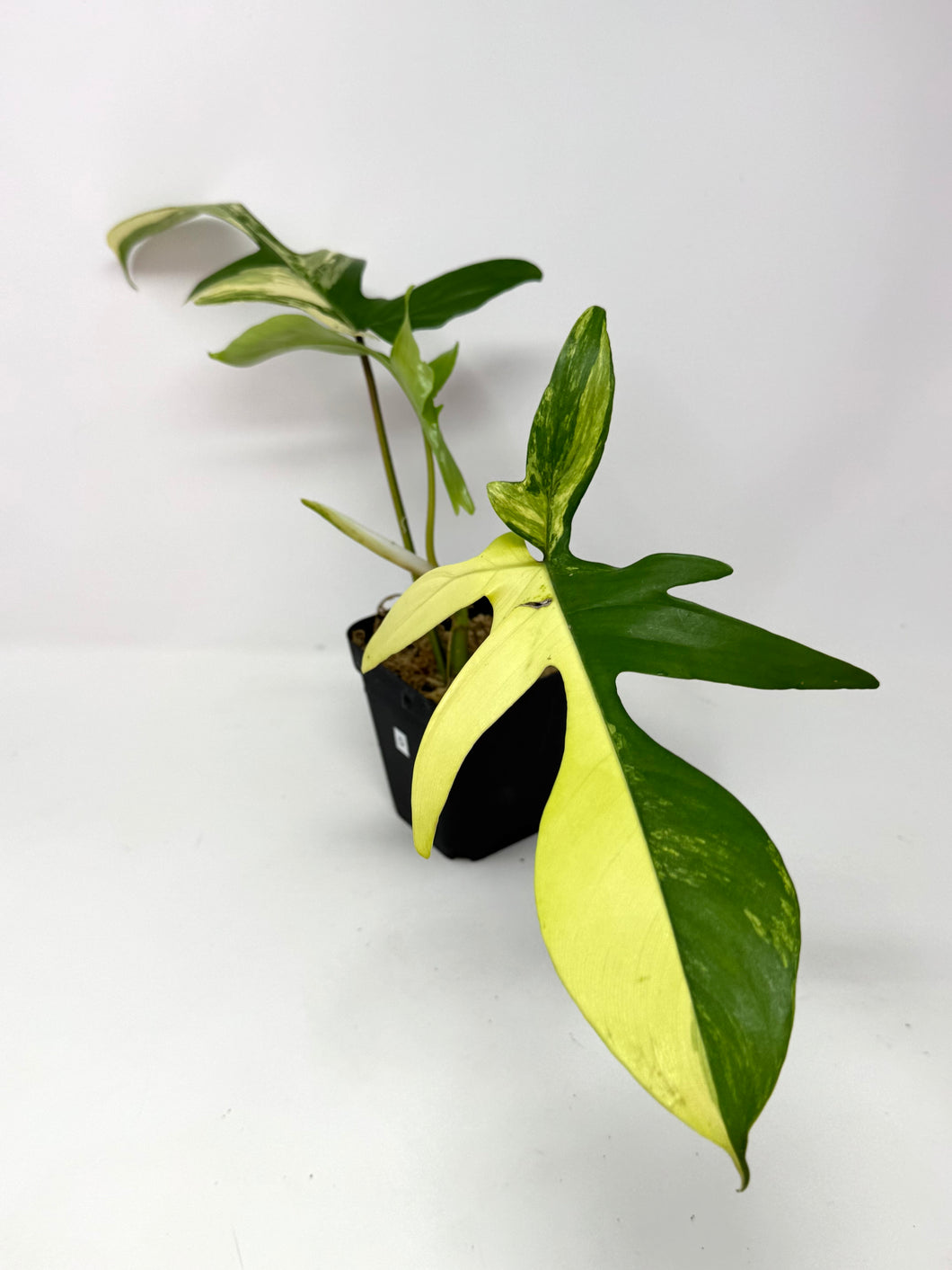 Philodendron Florida Beauty D