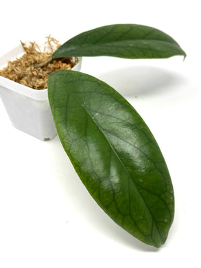 Hoya Vitellinoides