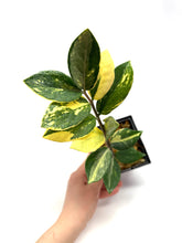 Load image into Gallery viewer, Zamioculcas Zamiifolia Variegated “ZZ” B