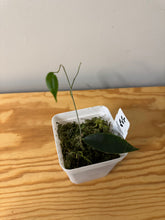 Load image into Gallery viewer, 60. Hoya Exilis