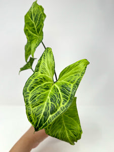 Syngonium Podophyllum ‘Batik’