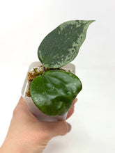 Load image into Gallery viewer, Hoya Glabra Silver
