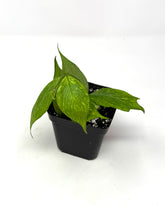 Load image into Gallery viewer, Hoya Polyneura