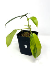 Load image into Gallery viewer, Philodendron Florida Beauty B