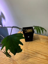 Load image into Gallery viewer, 239. Philodendron Mayoi
