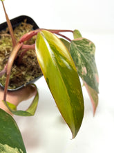 Load image into Gallery viewer, Philodendron Strawberry Shake