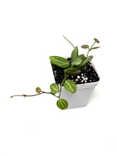 Load image into Gallery viewer, Dischidia Ovata