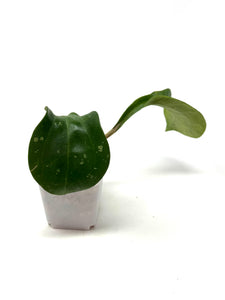 Hoya Loyceandrewsiana