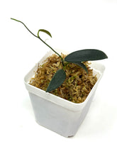 Load image into Gallery viewer, Hoya Lyi