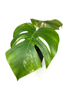Monstera Deliciosa Aurea Variegated C
