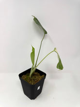 Load image into Gallery viewer, Monstera Deliciosa Albo Variegated F