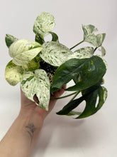 Load image into Gallery viewer, Epipremnum Pinnatum 'Marble' Variegated (Large)