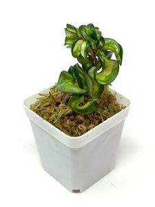 Hoya Carnosa Compacta Variegated (Mauna Loa)