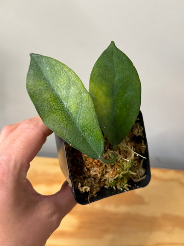 85. Hoya Sp.