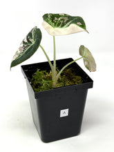 Load image into Gallery viewer, Alocasia Black Velvet Variegated A