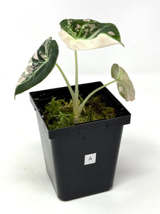Alocasia Black Velvet Variegated A